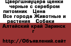 Цвергшнауцера щенки черные с серебром питомник › Цена ­ 30 000 - Все города Животные и растения » Собаки   . Алтайский край,Заринск г.